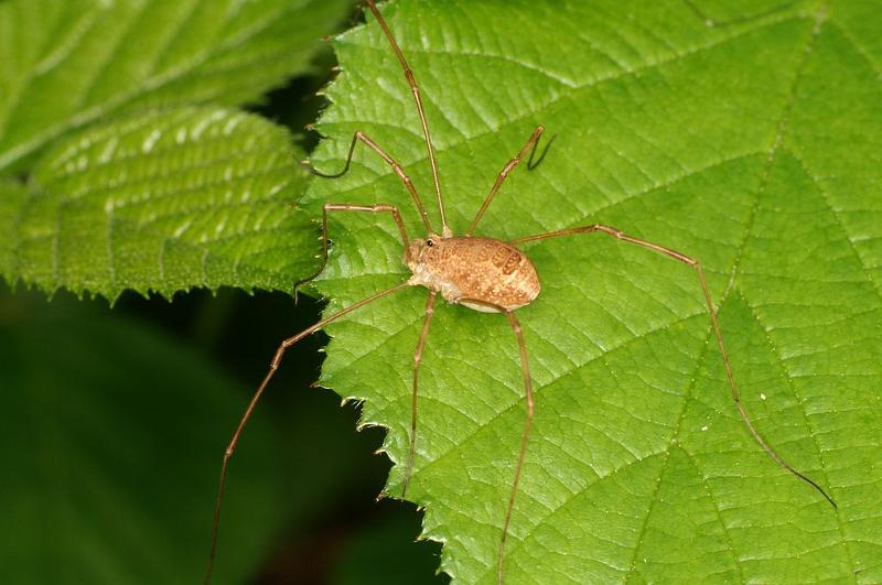 Rilaena_triangularis_D6134_Z_90_Les Gris_Frankrijk.jpg